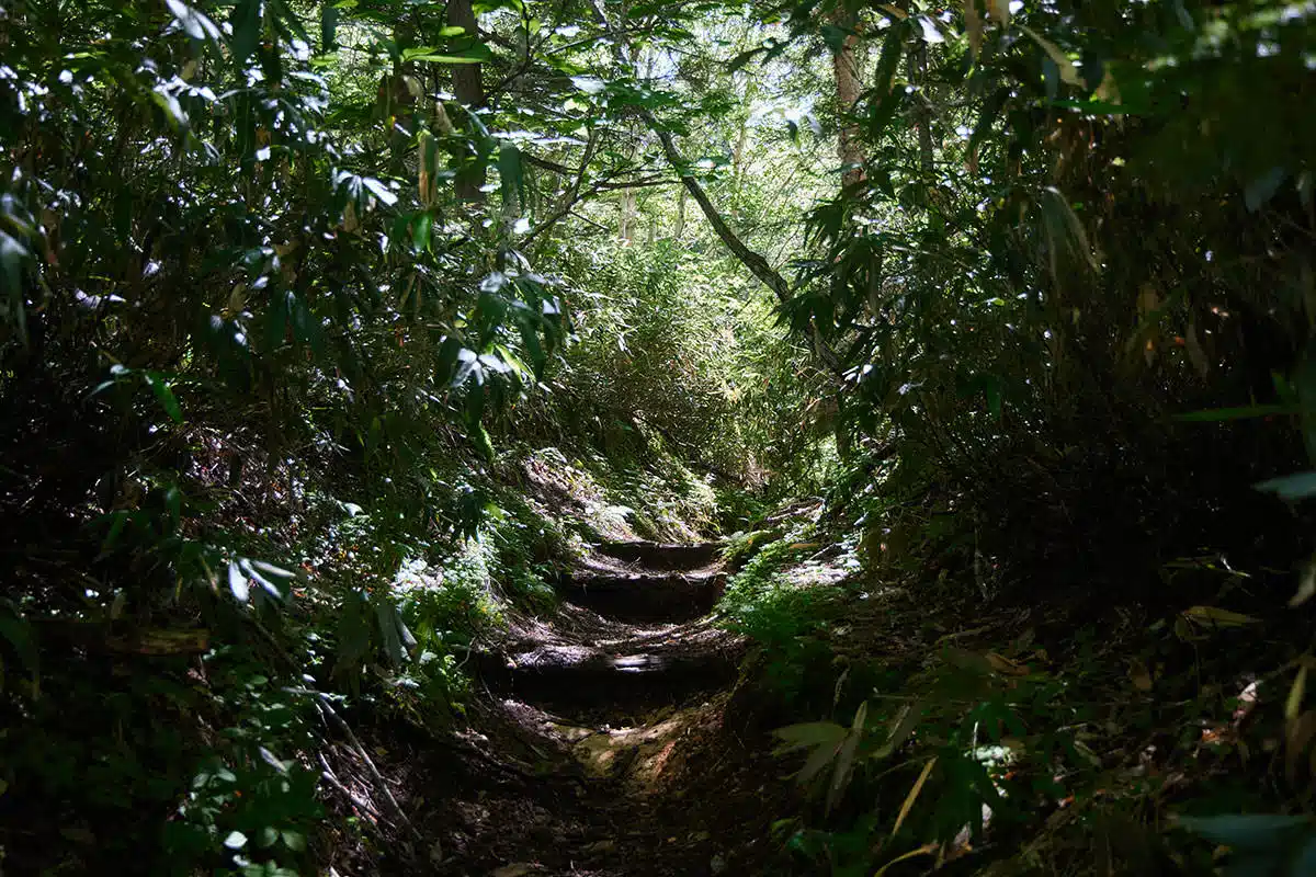 志賀高原志賀山登山 志賀高原志賀山-緑のトンネルの中を歩いていく