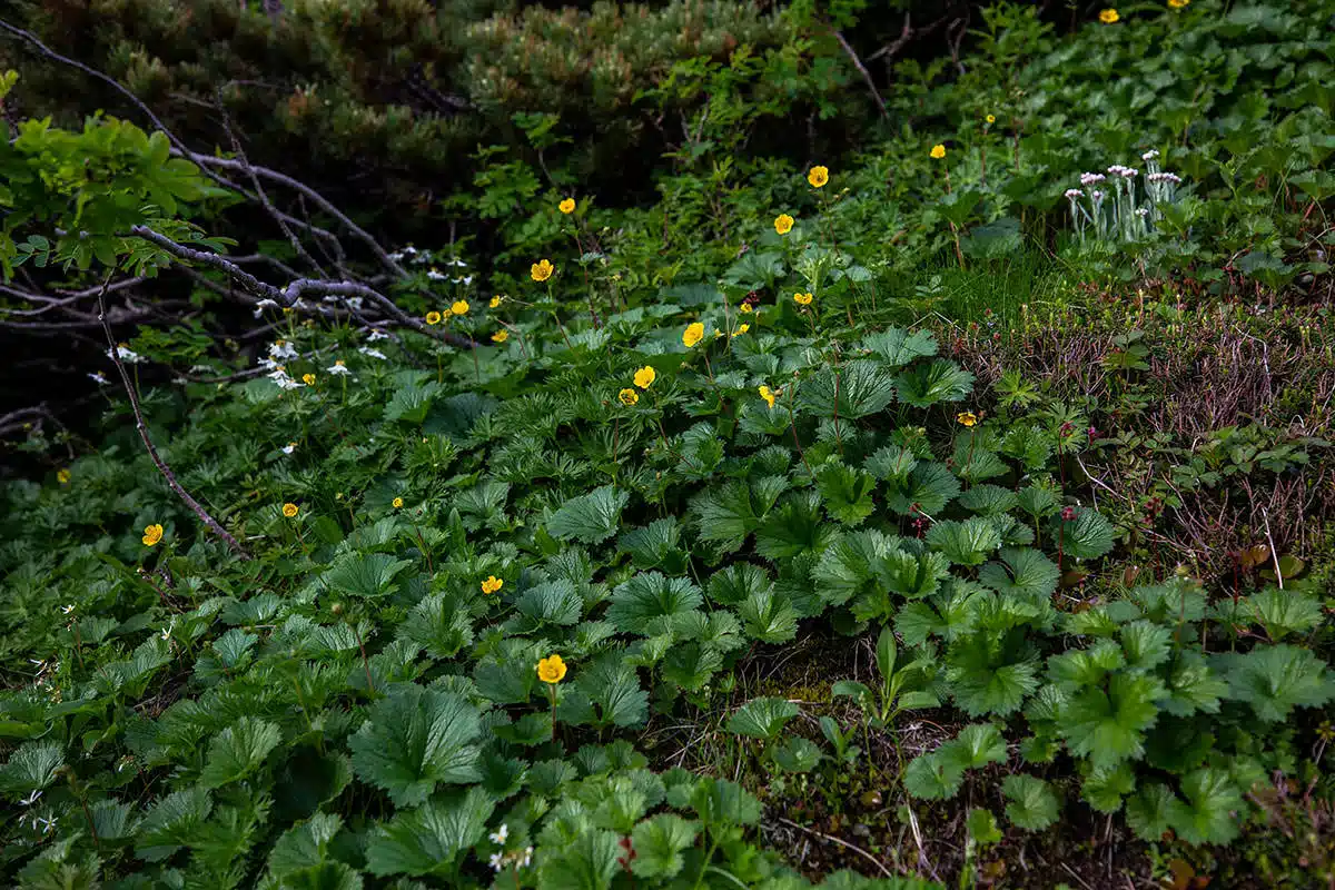 白馬岳登山 白馬岳-黄色い花も多い