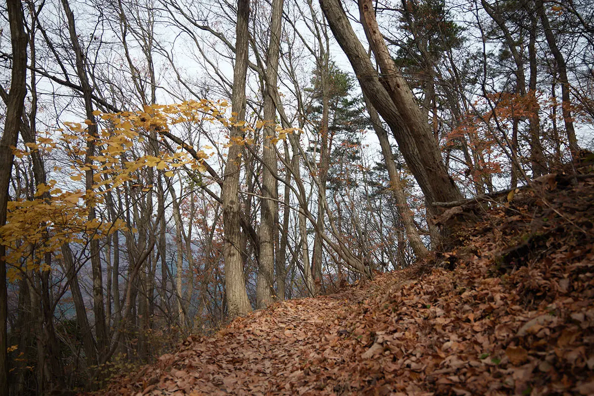 高川山登山 高川山-落ち葉だらけの登山道も華やか