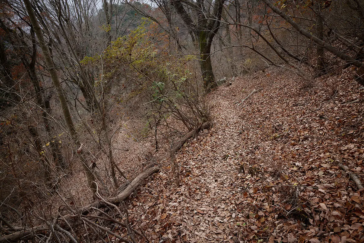 高川山登山 高川山-落ち葉いっぱいの下り坂