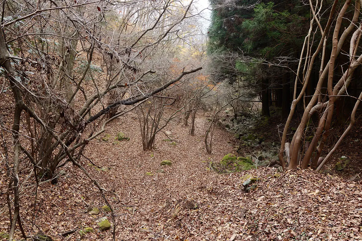 高川山登山 高川山-落ち葉だらけで踏み跡が分かりづらい