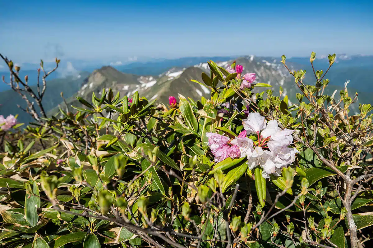谷川岳登山 谷川岳-シャクナゲが咲いている