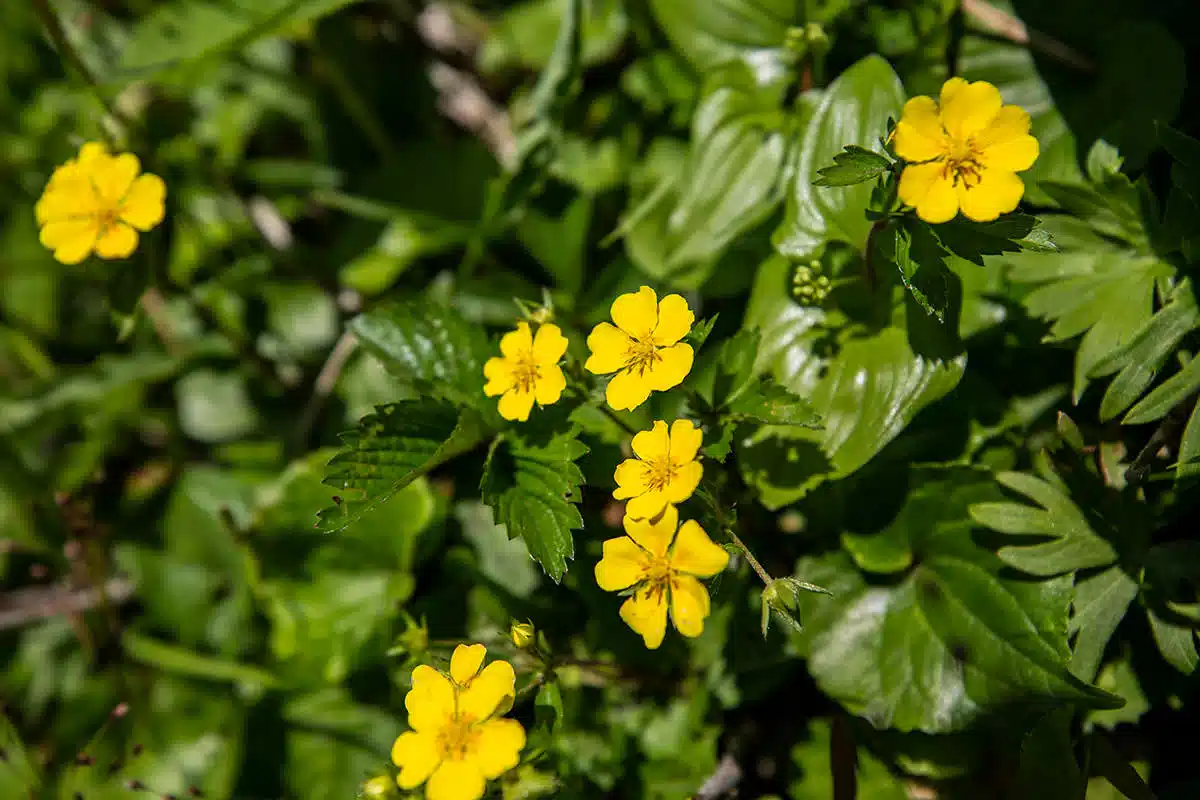 谷川岳登山 谷川岳-黄色い花も咲いてる