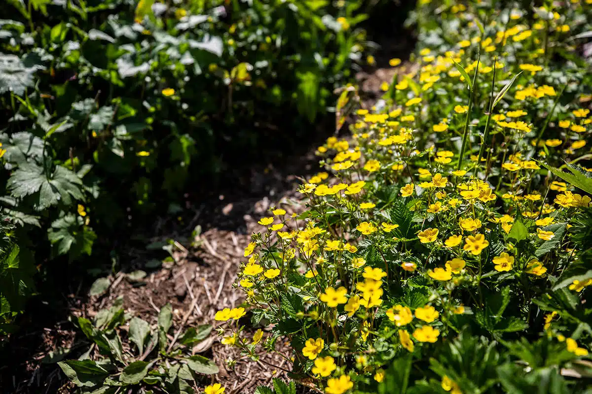 谷川岳登山 谷川岳-黄色の花がいっぱい
