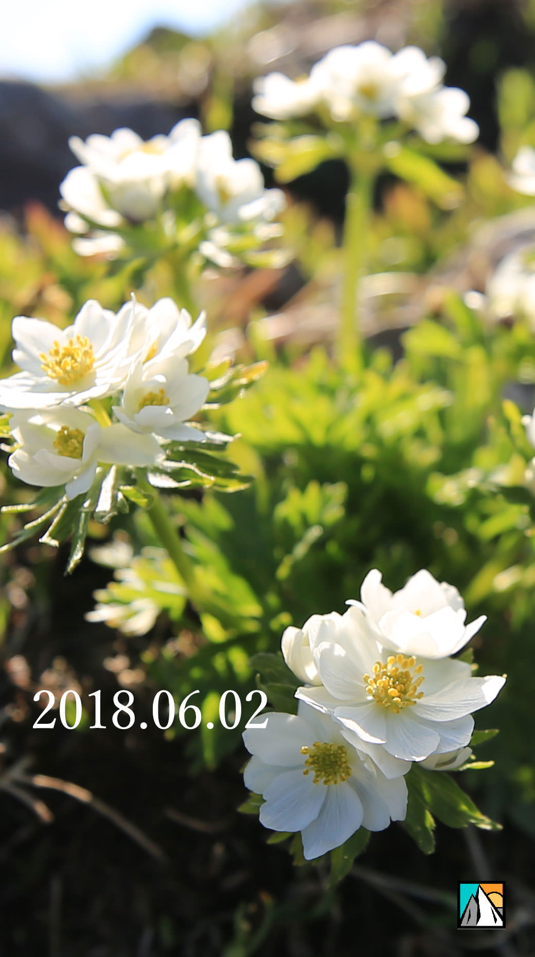 谷川主脈縦走 西黒尾根