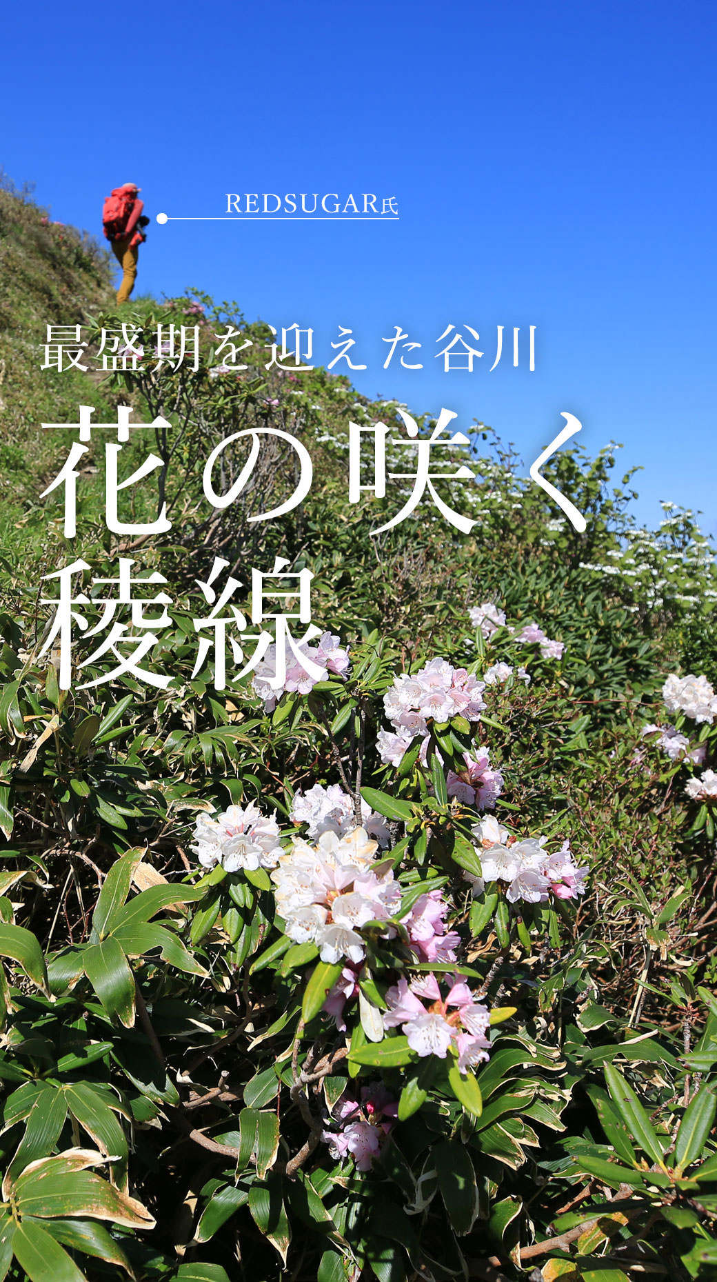 谷川主脈縦走 西黒尾根