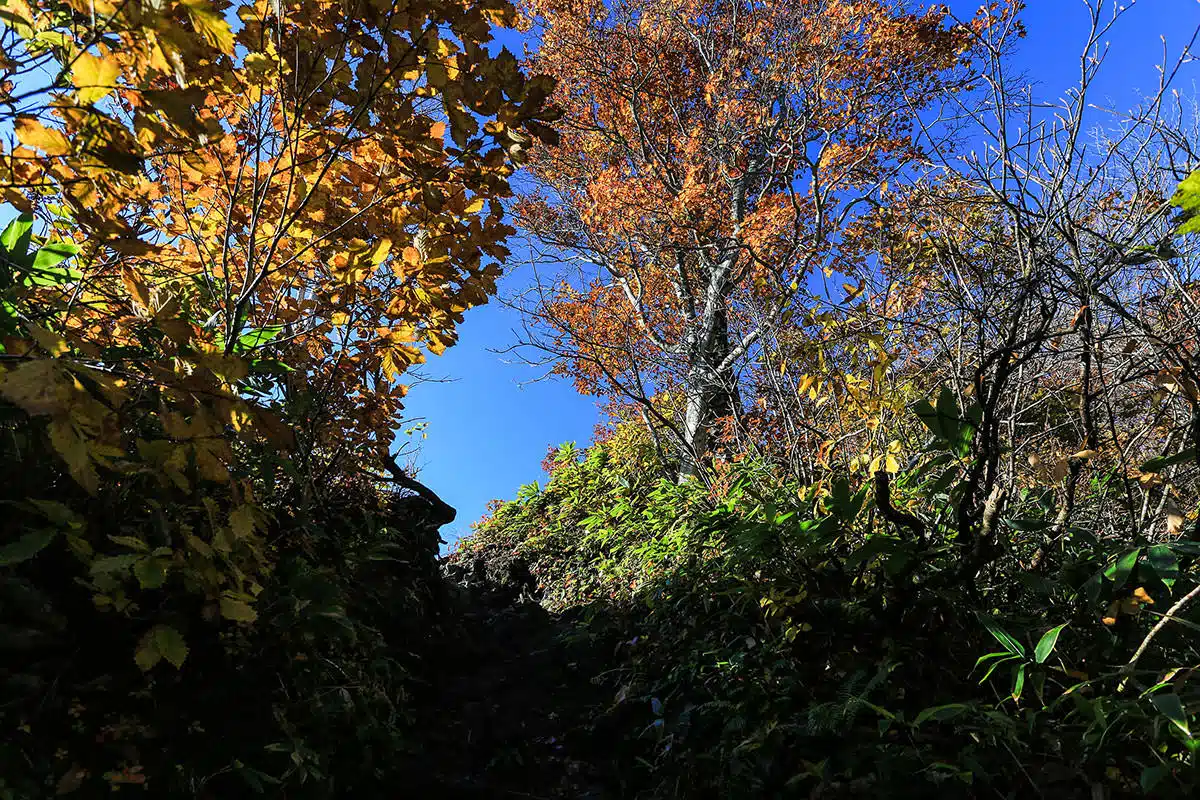 谷川岳登山 赤い葉っぱ