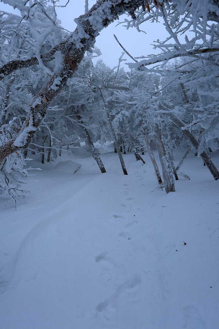 蓼科山　積雪期登山（女の神茶屋） （3月）｜風の強い積雪期の蓼科山