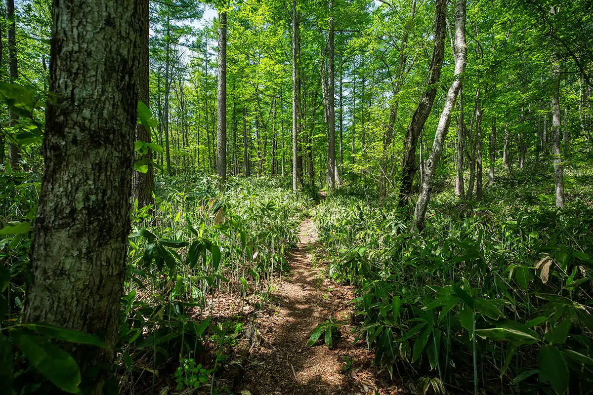 戸隠山登山 戸隠山-遊歩道は木道と土が交互にやってくる。緑いっぱいで気持ちが良いけれど熊が出そうな気がしてならない。