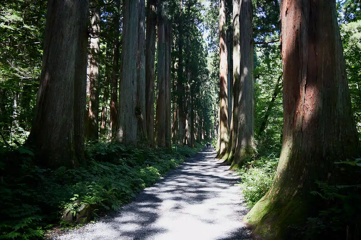【戸隠山登山】戸隠山-随神門から先は大きな杉の並木