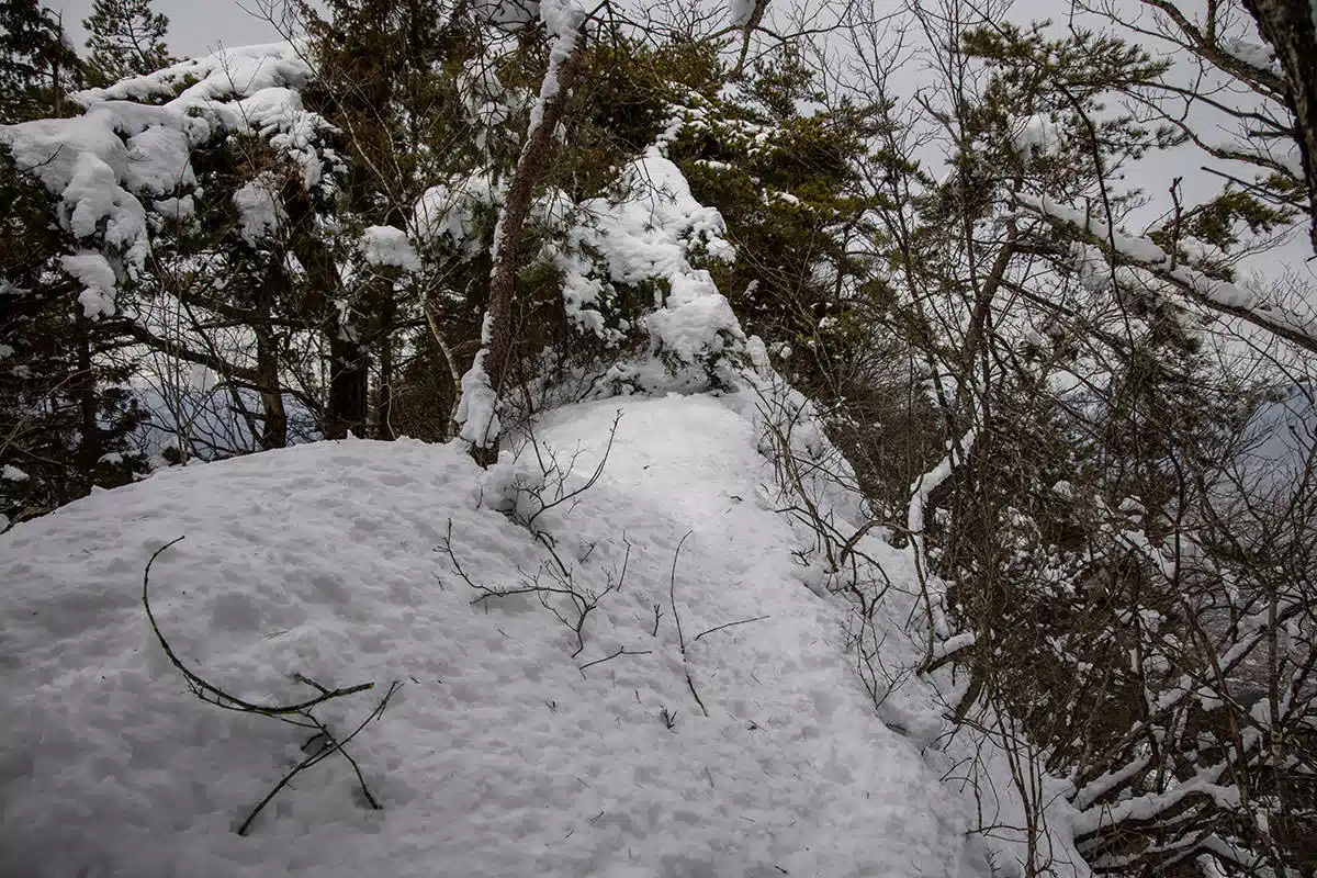 独鈷山登山 独鈷山-松の枝が積雪で邪魔になってる