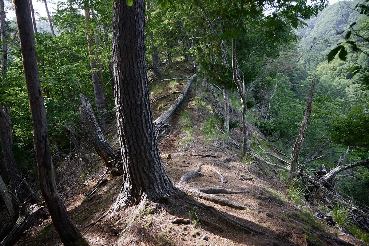 独鈷山登山 細い尾根を登っていく