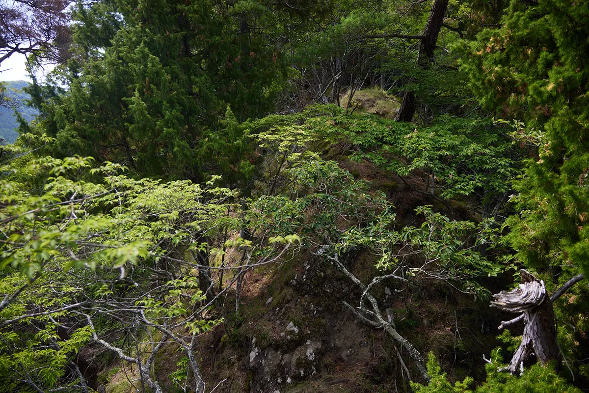 独鈷山登山 木があって枝が邪魔をしている