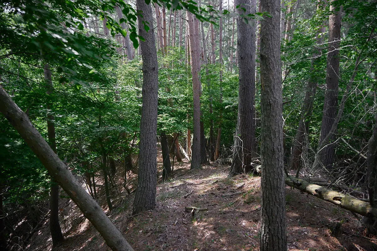 独鈷山登山 竜王山を過ぎると歩きやすくなった