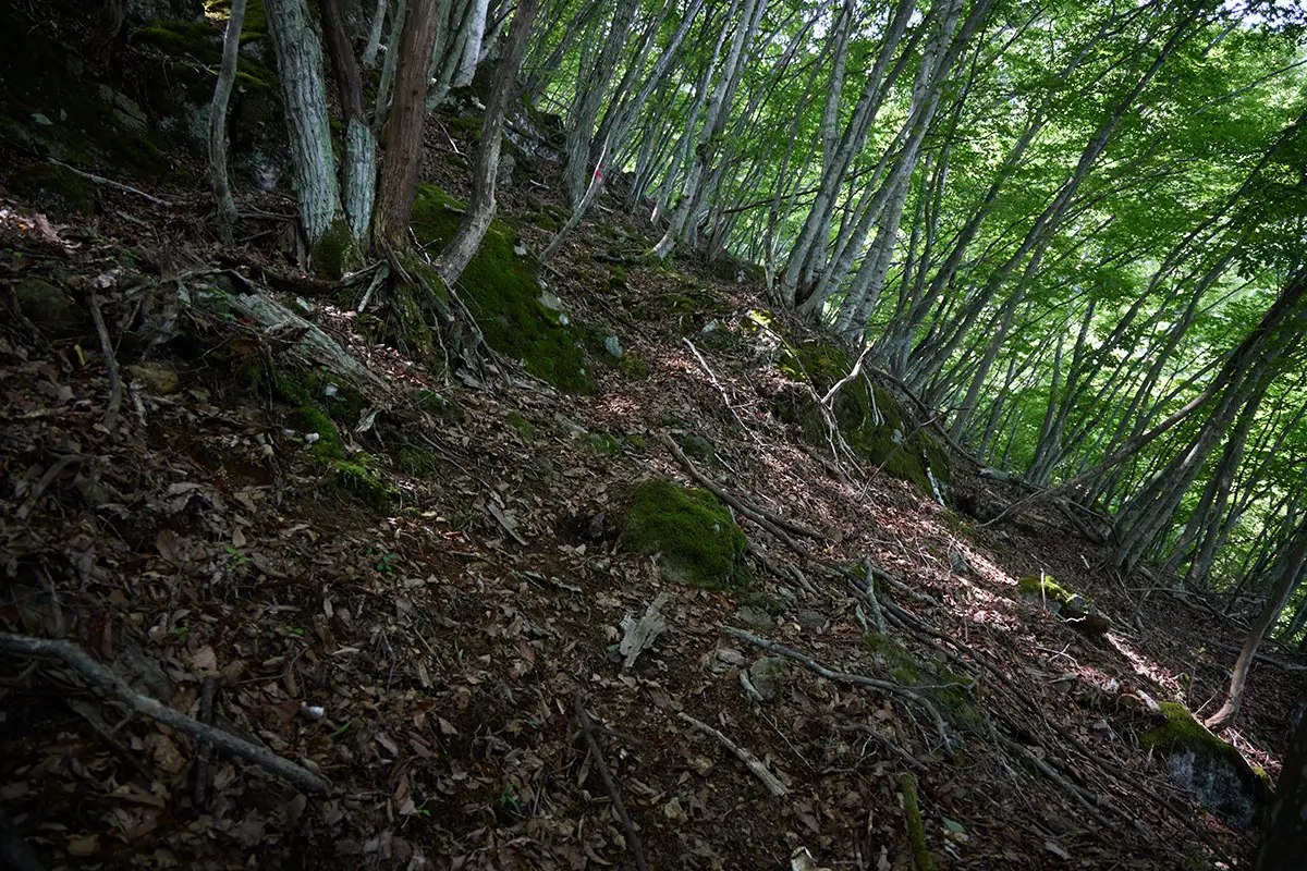独鈷山登山 すぐに急な斜面に変わった
