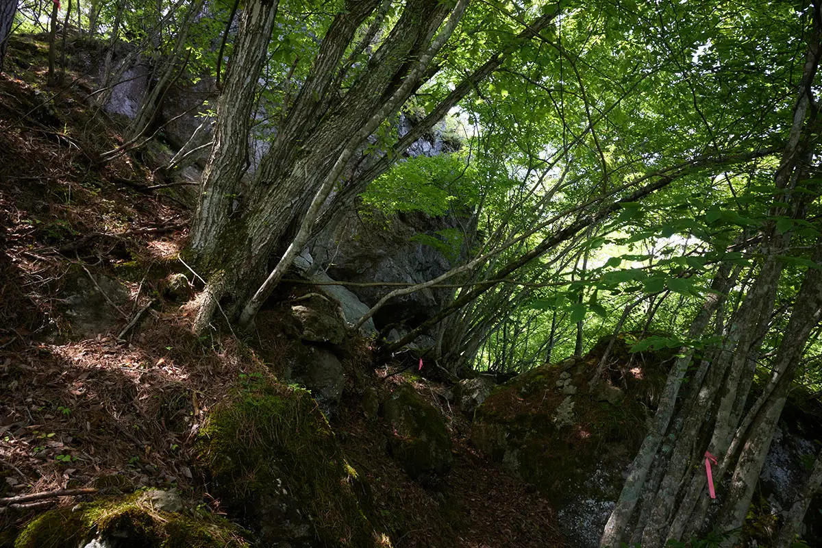 独鈷山登山 森が深い