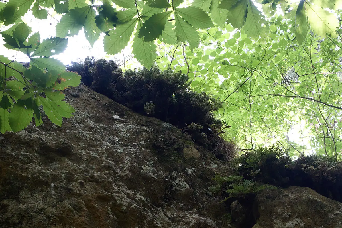 独鈷山登山 大きな岩はには苔が生えてる