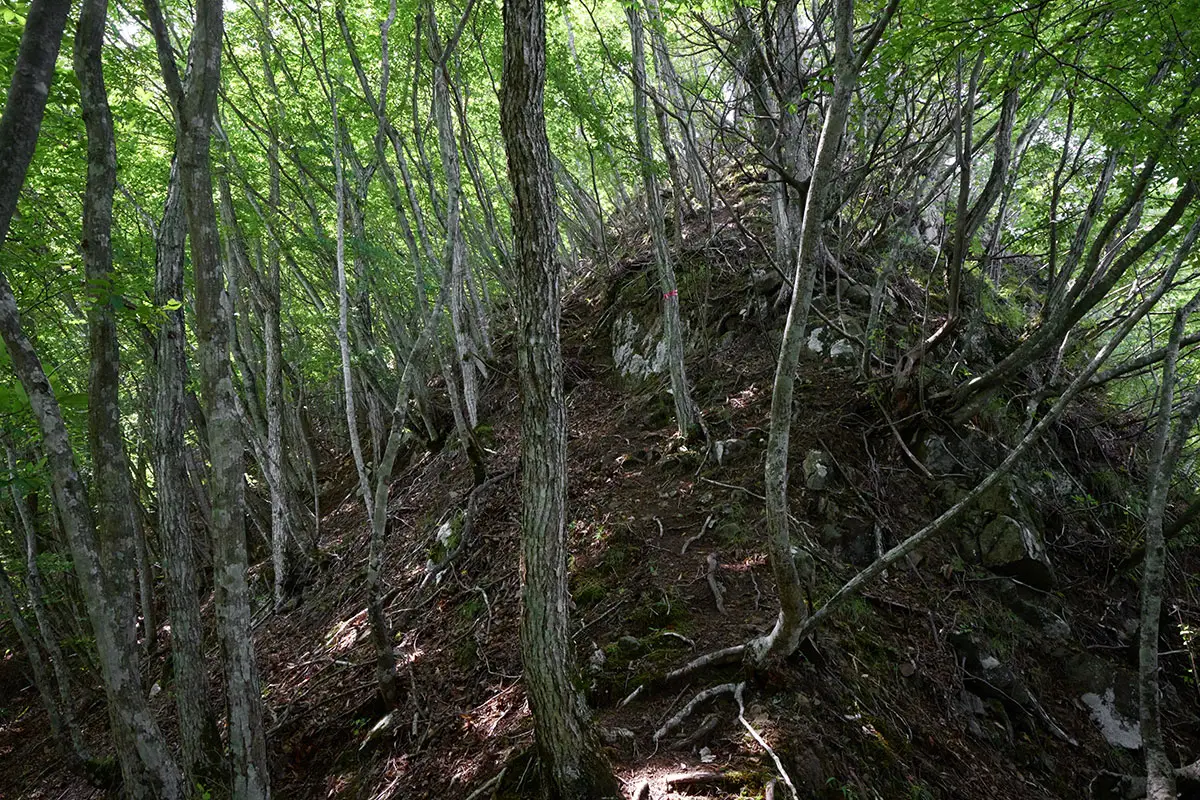 独鈷山登山 岩の細尾根