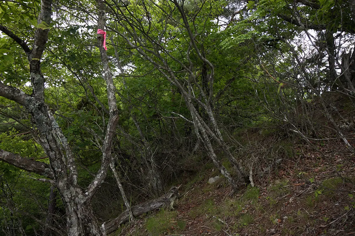 独鈷山登山 壁のような登りを終えた