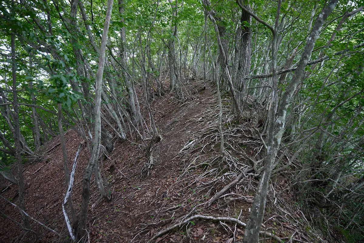 独鈷山登山 木の根の多い尾根を登る