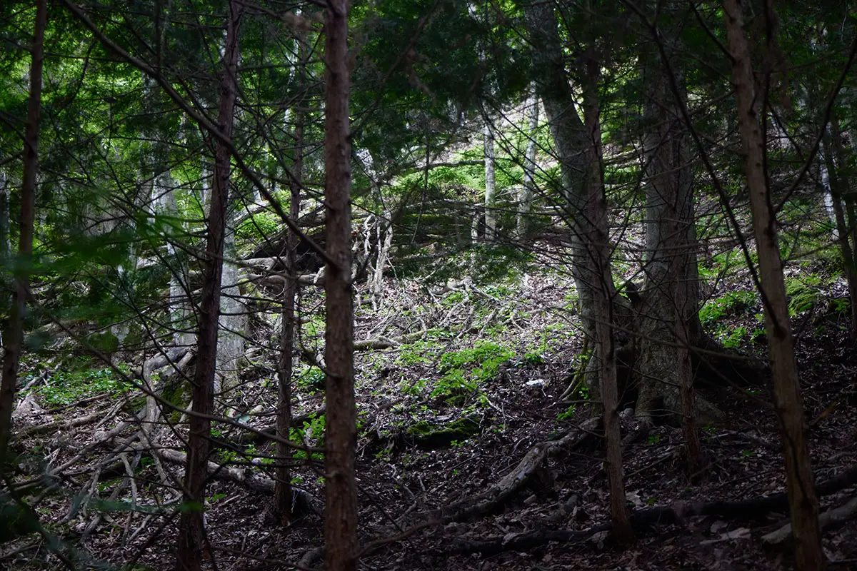 独鈷山登山 斜面を見上げると倒木が固まってた