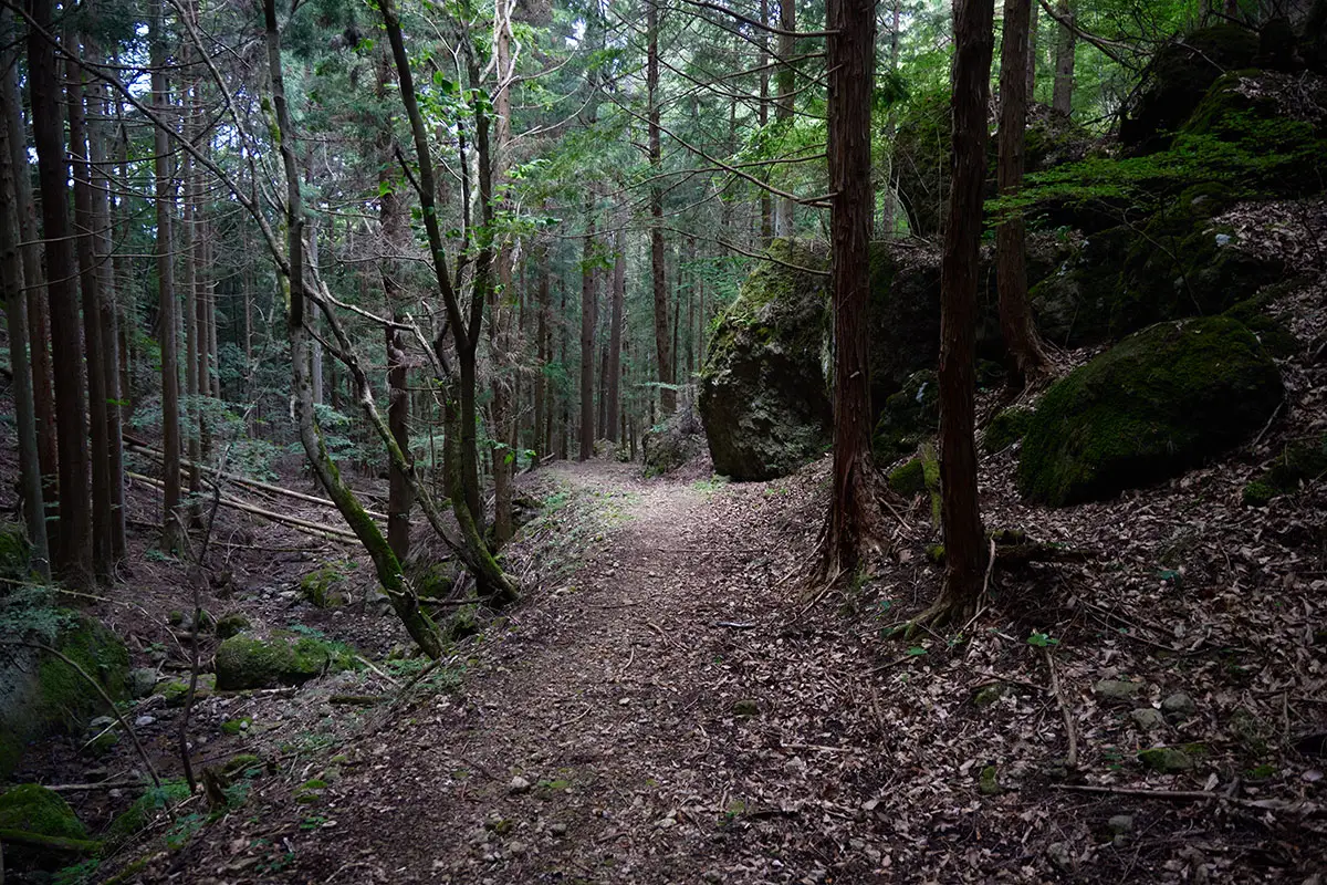 独鈷山登山 なだらかになって歩きやすい登山道になった