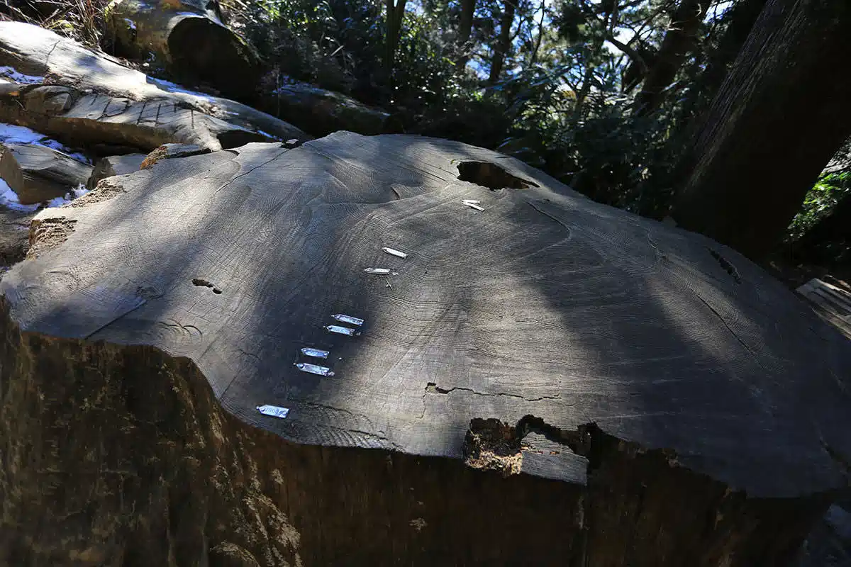 筑波山登山 筑波山-23年に倒れた巨木の株