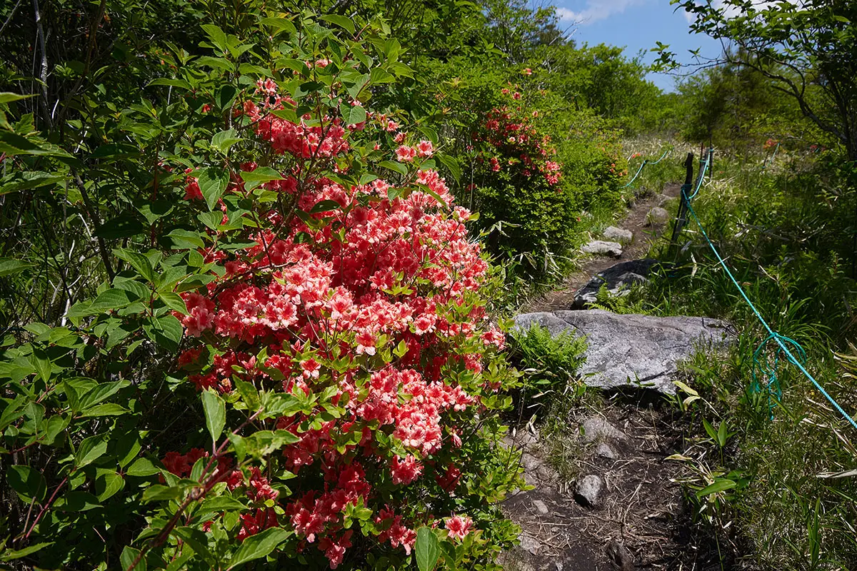 霧ヶ峰登山 霧ヶ峰-レンゲツツジがいっぱいなタイミング