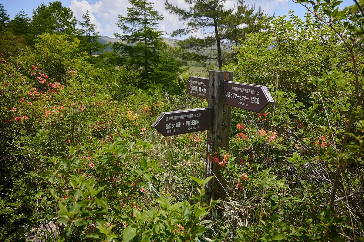 霧ヶ峰登山 霧ヶ峰-分岐を鷲ヶ峰へ