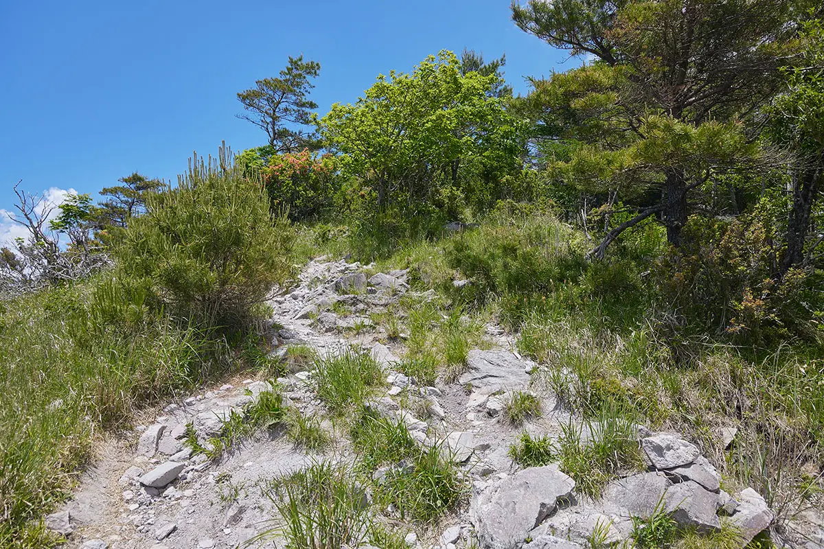 霧ヶ峰登山 霧ヶ峰-上部には木がいっぱい