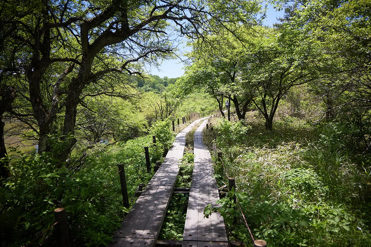 霧ヶ峰登山 霧ヶ峰-八島湿原の木道を歩く