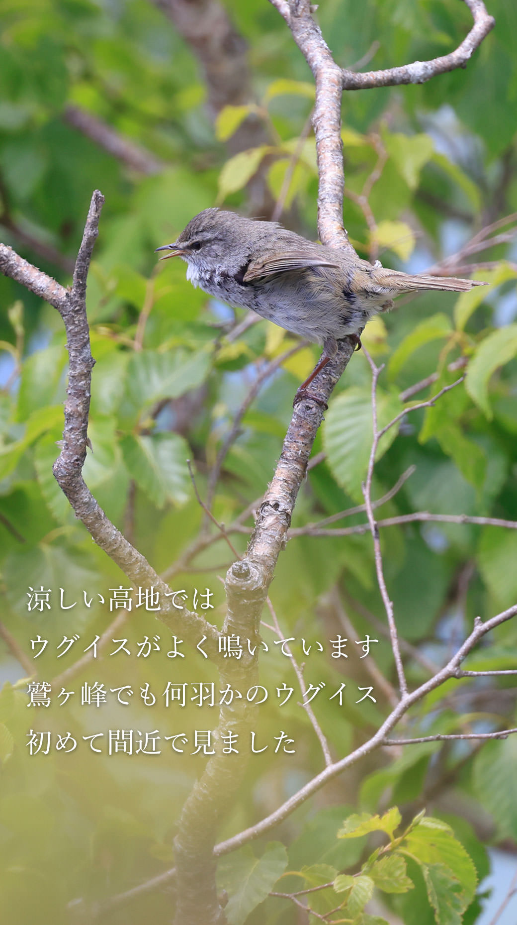 鷲ヶ峰 八島湿原