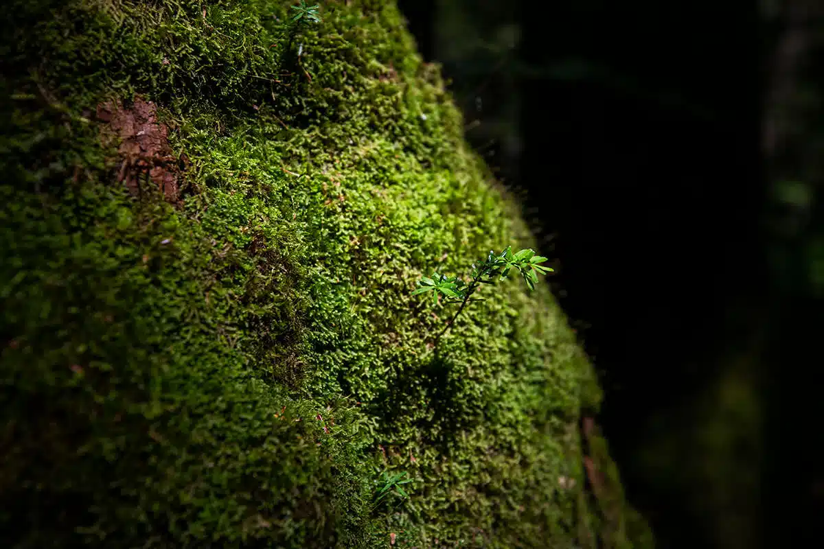 志賀高原横手山登山 志賀高原横手山-湿度が高くて苔がいっぱい