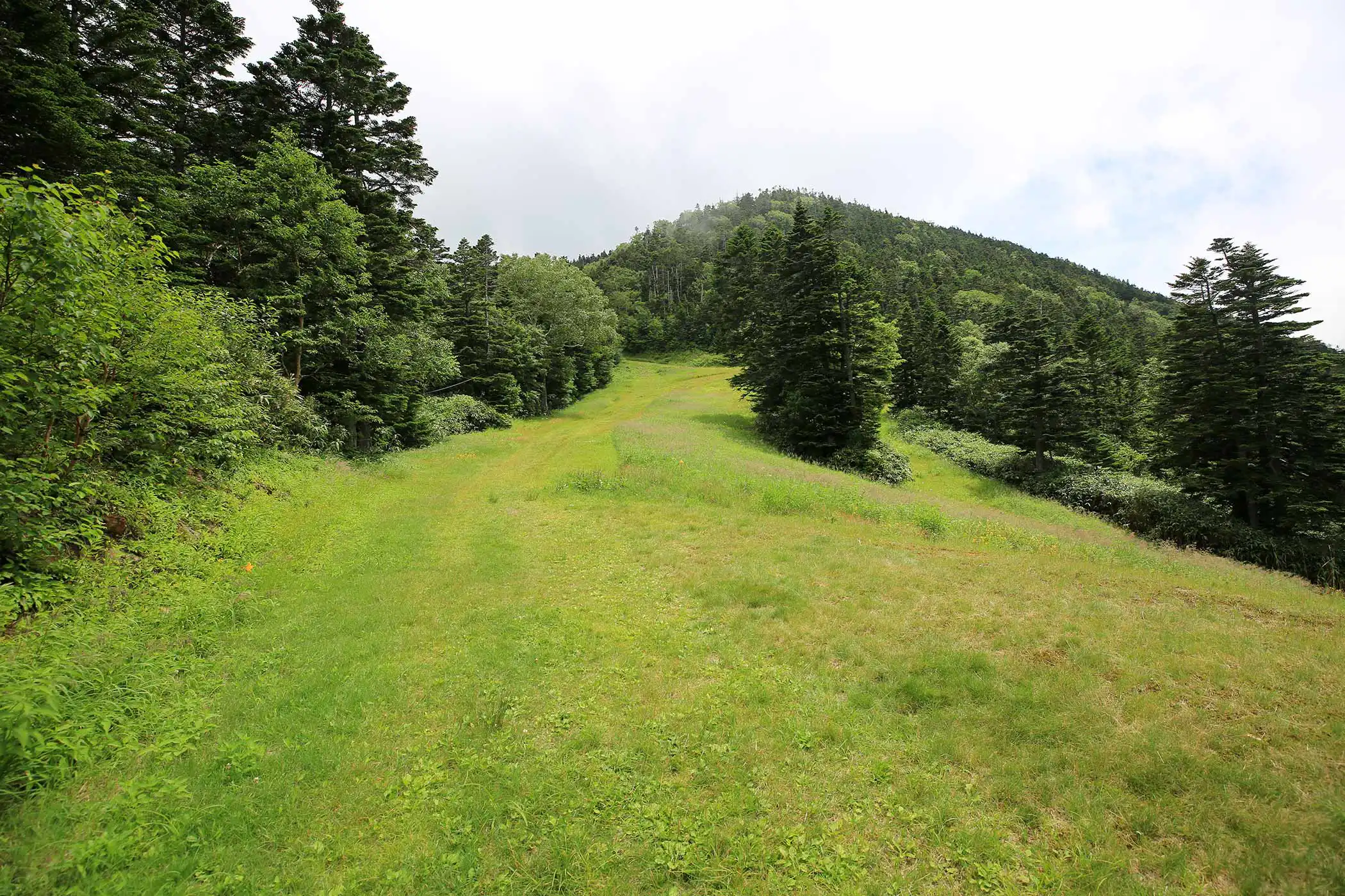 高原山 高原山（釈迦ヶ岳～大入道はどこまでも続くシロヤシオの森） - せとなの山日記